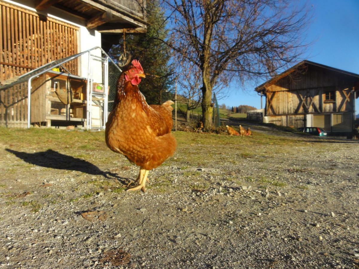 Mair Am Graben Farm * Chalets テレント エクステリア 写真